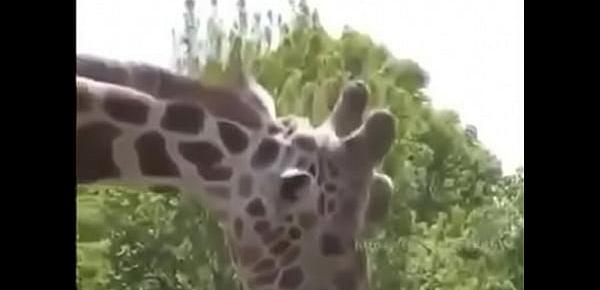  Girafa Safadinha,Se Lambuzando no Ferro Bem Dotado